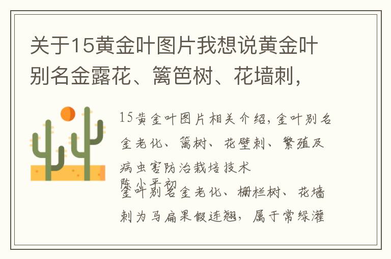 關(guān)于15黃金葉圖片我想說黃金葉別名金露花、籬笆樹、花墻刺，繁殖及病蟲害防治栽培技術(shù)