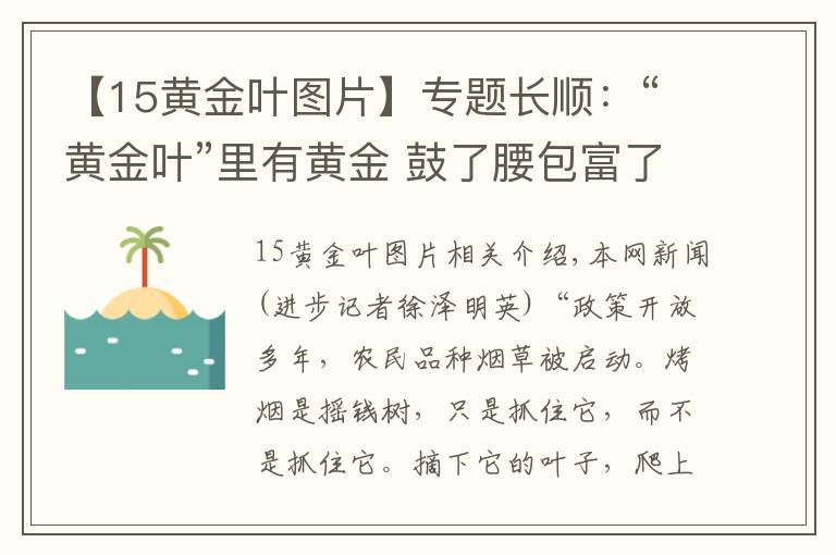 【15黃金葉圖片】專題長順：“黃金葉”里有黃金 鼓了腰包富了民