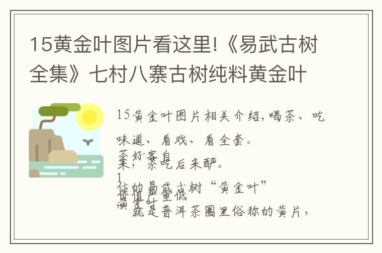 15黃金葉圖片看這里!《易武古樹全集》七村八寨古樹純料黃金葉大全（7.5斤/套）