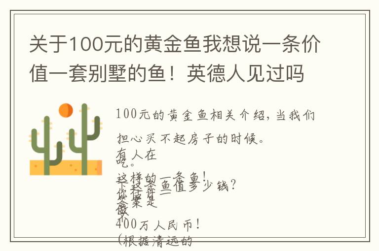 關(guān)于100元的黃金魚我想說一條價值一套別墅的魚！英德人見過嗎？