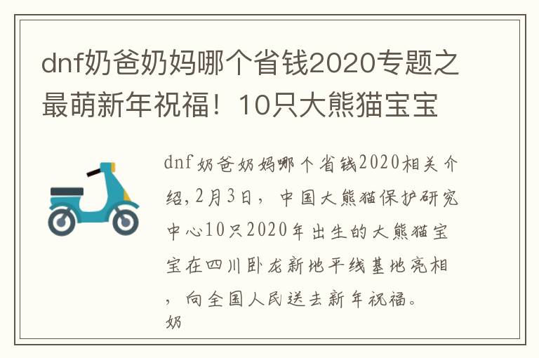 dnf奶爸奶媽哪個省錢2020專題之最萌新年祝福！10只大熊貓寶寶向全國人民“拜年”