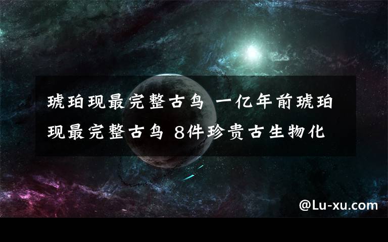 琥珀現(xiàn)最完整古鳥 一億年前琥珀現(xiàn)最完整古鳥 8件珍貴古生物化石從歐洲萬(wàn)里歸鄉(xiāng)