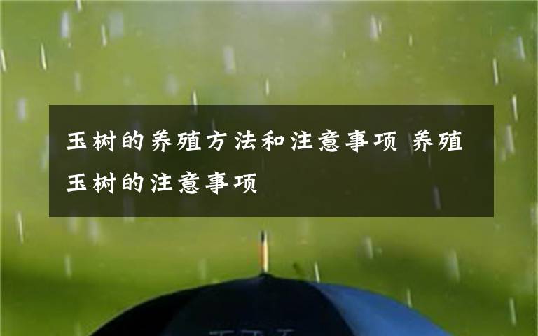 玉樹的養(yǎng)殖方法和注意事項(xiàng) 養(yǎng)殖玉樹的注意事項(xiàng)