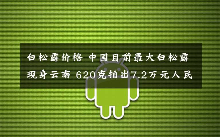 白松露價格 中國目前最大白松露現(xiàn)身云南 620克拍出7.2萬元人民幣