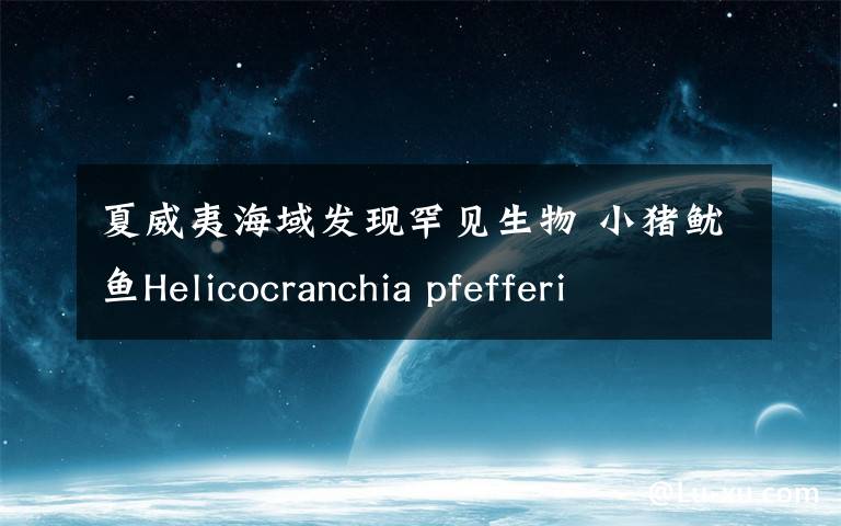 夏威夷海域發(fā)現(xiàn)罕見生物 小豬魷魚Helicocranchia pfefferi