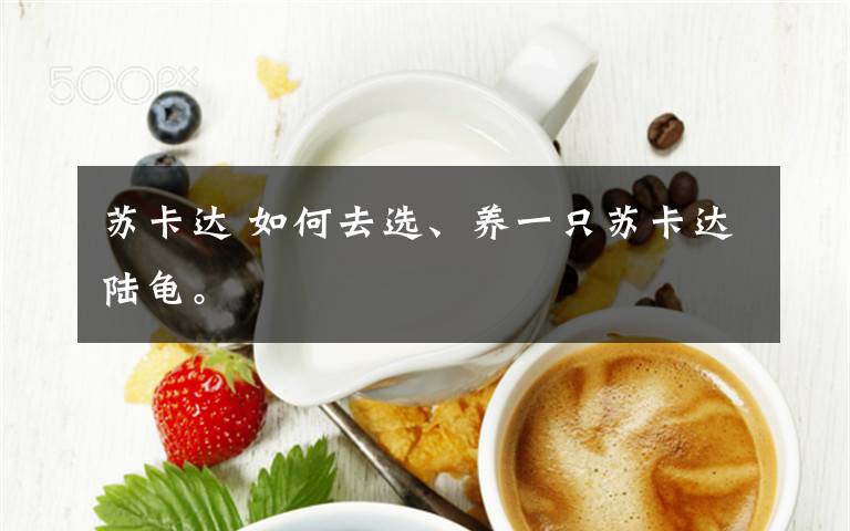 蘇卡達(dá) 如何去選、養(yǎng)一只蘇卡達(dá)陸龜。