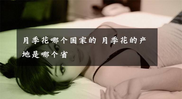 月季花哪個(gè)國(guó)家的 月季花的產(chǎn)地是哪個(gè)省