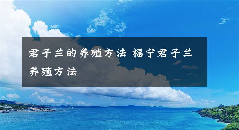 君子蘭的養(yǎng)殖方法 福寧君子蘭養(yǎng)殖方法