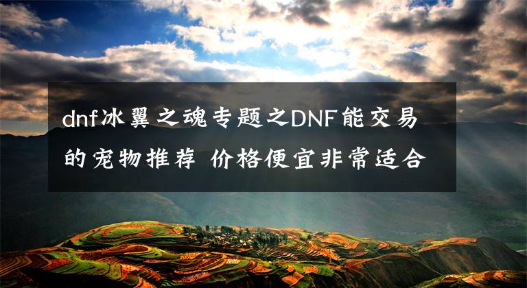 dnf冰翼之魂專題之DNF能交易的寵物推薦 價格便宜非常適合小號