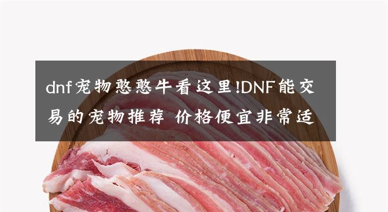 dnf寵物憨憨?？催@里!DNF能交易的寵物推薦 價(jià)格便宜非常適合小號(hào)