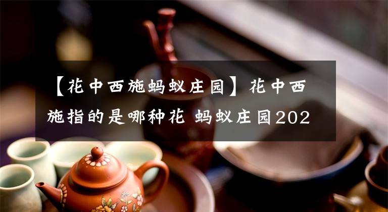 【花中西施螞蟻莊園】花中西施指的是哪種花 螞蟻莊園2020年12月26日答案今天答案