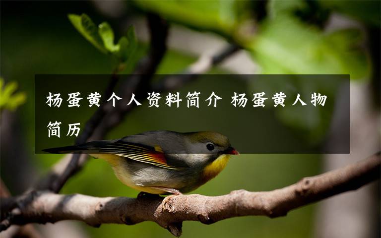 楊蛋黃個(gè)人資料簡(jiǎn)介 楊蛋黃人物簡(jiǎn)歷