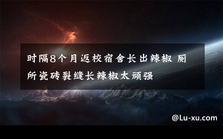 時隔8個月返校宿舍長出辣椒 廁所瓷磚裂縫長辣椒太頑強