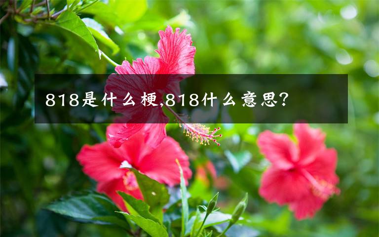 818是什么梗,818什么意思？