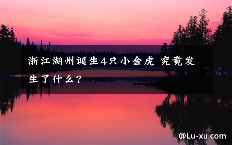 浙江湖州誕生4只小金虎 究竟發(fā)生了什么?