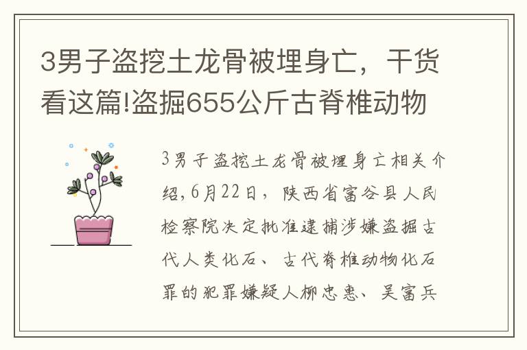 3男子盜挖土龍骨被埋身亡，干貨看這篇!盜掘655公斤古脊椎動(dòng)物化石，府谷縣檢察院對(duì)劉忠惠、吳富兵、張利平批準(zhǔn)逮捕