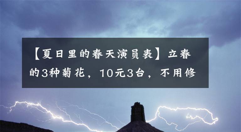 【夏日里的春天演員表】立春的3種菊花，10元3臺(tái)，不用修剪也能開(kāi)花