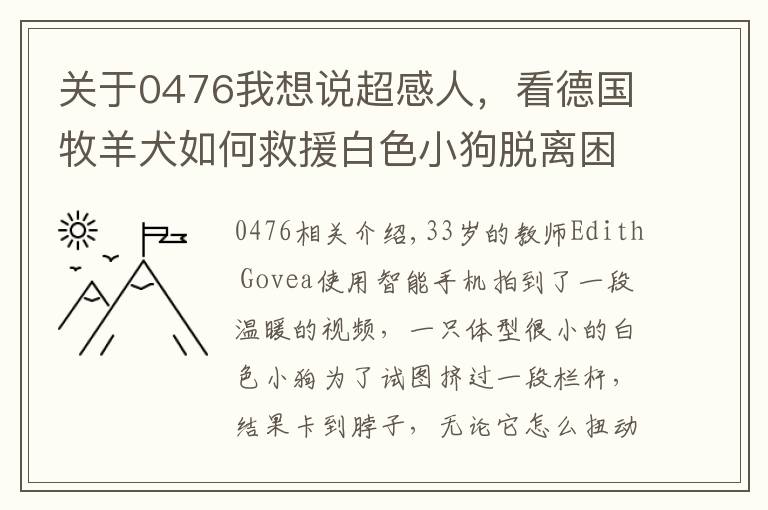 關(guān)于0476我想說超感人，看德國牧羊犬如何救援白色小狗脫離困境