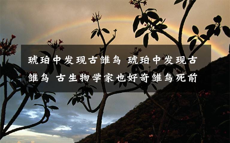 琥珀中發(fā)現(xiàn)古雛鳥 琥珀中發(fā)現(xiàn)古雛鳥 古生物學(xué)家也好奇雛鳥死前一刻在干嘛？