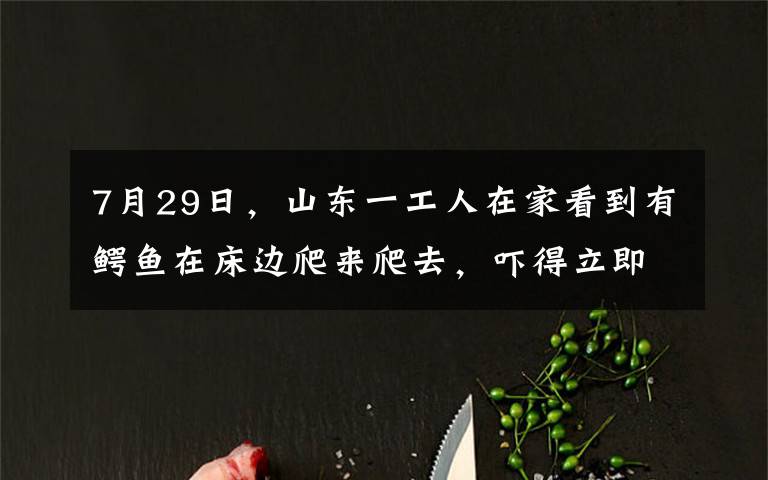 7月29日，山東一工人在家看到有鱷魚在床邊爬來爬去，嚇得立即報警。消防員趕來也怕了，直呼“有