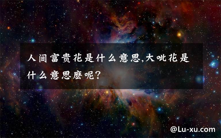 人間富貴花是什么意思,大呲花是什么意思麼呢？