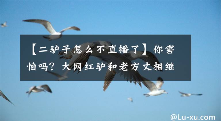 【二驢子怎么不直播了】你害怕嗎？大網(wǎng)紅驢和老方丈相繼宣布“停播”，網(wǎng)友：避避風(fēng)頭。