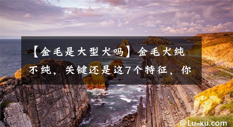 【金毛是大型犬嗎】金毛犬純不純，關(guān)鍵還是這7個特征，你可能買到“假狗”了