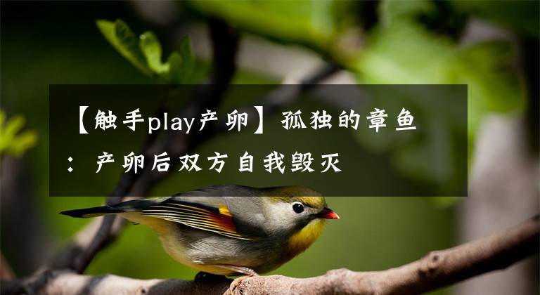 【觸手play產(chǎn)卵】孤獨的章魚：產(chǎn)卵后雙方自我毀滅