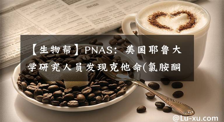 【生物幫】PNAS：美國耶魯大學研究人員發(fā)現克他命(氯胺酮)刺激大腦的神經機制