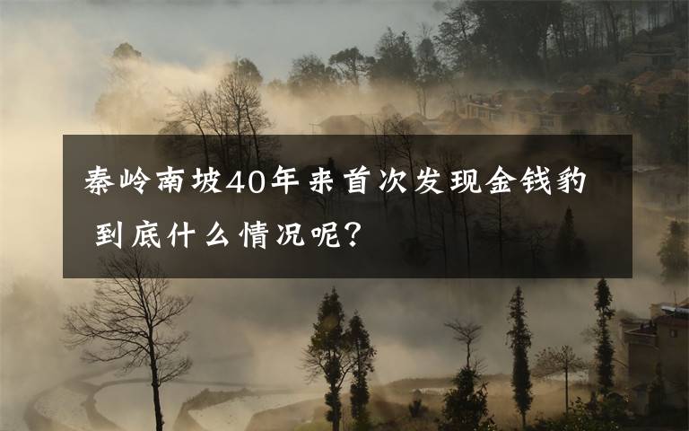 秦嶺南坡40年來首次發(fā)現(xiàn)金錢豹 到底什么情況呢？