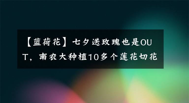 【藍(lán)荷花】七夕送玫瑰也是OUT，南農(nóng)大種植10多個(gè)蓮花切花品種