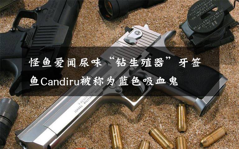 怪魚愛聞尿味“鉆生殖器”牙簽魚Candiru被稱為藍色吸血鬼