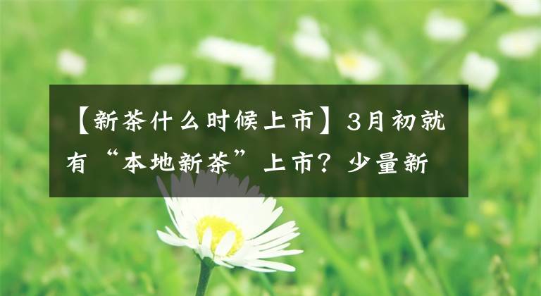 【新茶什么時(shí)候上市】3月初就有“本地新茶”上市？少量新茶來自外地茶加工