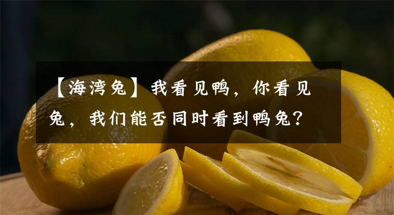 【海灣兔】我看見(jiàn)鴨，你看見(jiàn)兔，我們能否同時(shí)看到鴨兔？