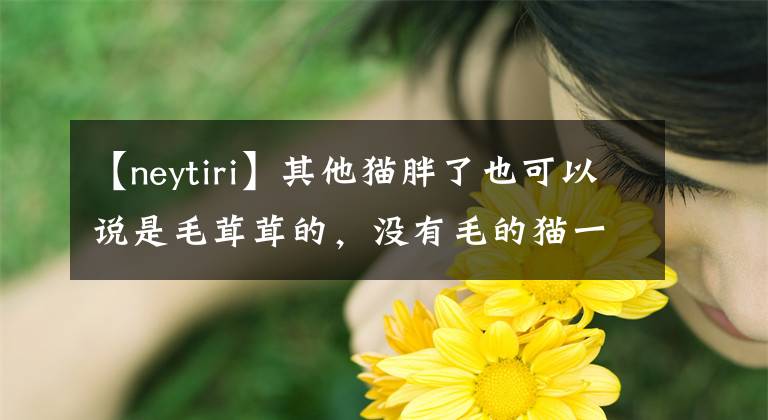 【neytiri】其他貓胖了也可以說是毛茸茸的，沒有毛的貓一旦胖了。這畫風(fēng)。