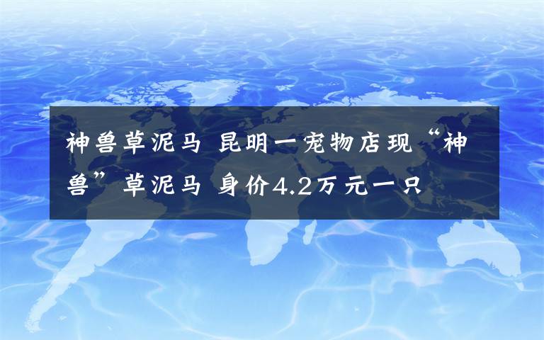 神獸草泥馬 昆明一寵物店現(xiàn)“神獸”草泥馬 身價(jià)4.2萬(wàn)元一只