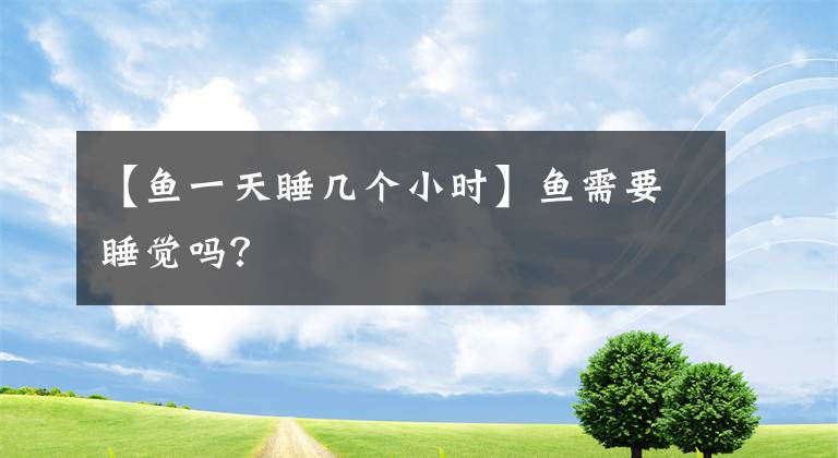 【魚一天睡幾個(gè)小時(shí)】魚需要睡覺嗎？