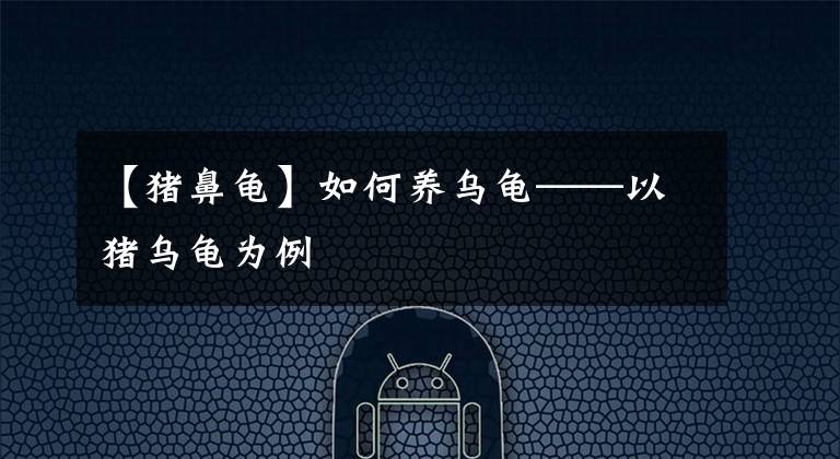 【豬鼻龜】如何養(yǎng)烏龜——以豬烏龜為例