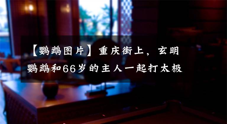 【鸚鵡圖片】重慶街上，玄明鸚鵡和66歲的主人一起打太極，比小狗還粘。