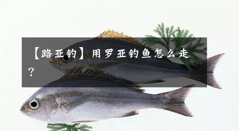 【路亞釣】用羅亞釣魚怎么走？