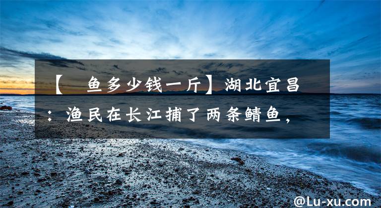 【鮰魚多少錢一斤】湖北宜昌：漁民在長(zhǎng)江捕了兩條鯖魚，價(jià)值約600韓元！漁民們說(shuō)他們?yōu)l臨滅絕