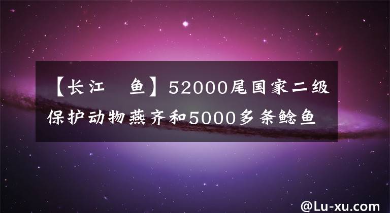 【長(zhǎng)江鮰魚(yú)】52000尾國(guó)家二級(jí)保護(hù)動(dòng)物燕齊和5000多條鯰魚(yú)今天游到長(zhǎng)江。