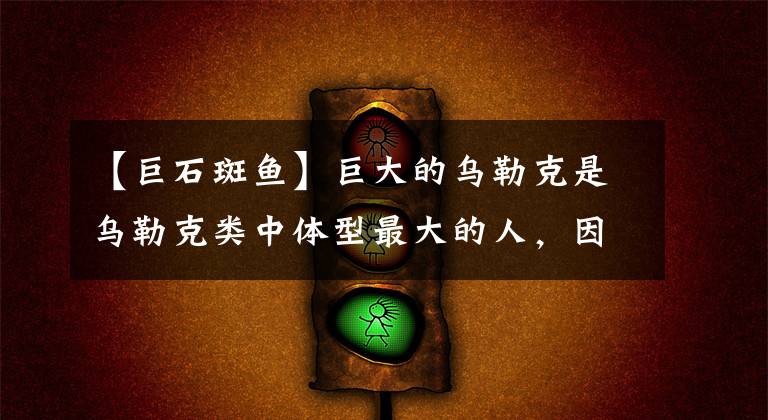 【巨石斑魚】巨大的烏勒克是烏勒克類中體型最大的人，因此被稱為“烏勒克之王”