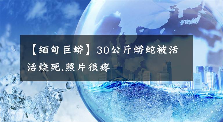 【緬甸巨蟒】30公斤蟒蛇被活活燒死.照片很疼