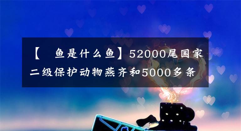 【鮰魚是什么魚】52000尾國家二級保護動物燕齊和5000多條鯰魚今天游到長江。