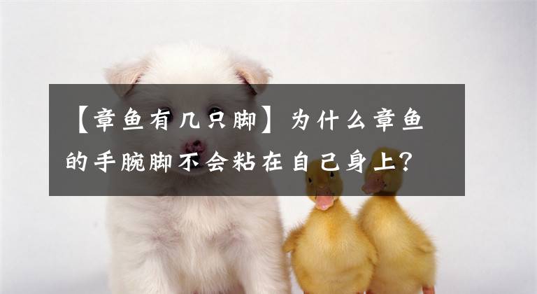 【章魚有幾只腳】為什么章魚的手腕腳不會粘在自己身上？