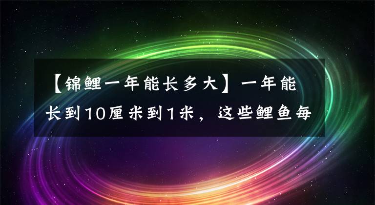 【錦鯉一年能長多大】一年能長到10厘米到1米，這些鯉魚每人只能賣5，6千韓元