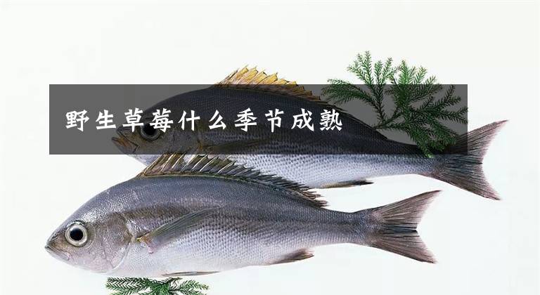 野生草莓什么季節(jié)成熟