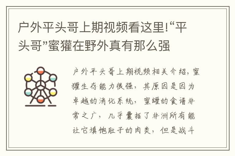 戶外平頭哥上期視頻看這里!“平頭哥"蜜獾在野外真有那么強(qiáng)嗎？真相在這里-戶外動(dòng)物知識(shí)