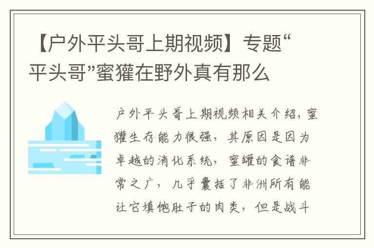 【戶外平頭哥上期視頻】專題“平頭哥"蜜獾在野外真有那么強(qiáng)嗎？真相在這里-戶外動(dòng)物知識(shí)